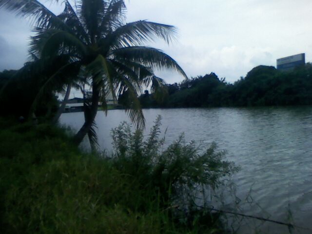 ทริบเล็กๆของหมึกดำ
