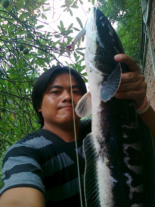 ชะโด คลองมาแล้ว....นนทบุรี