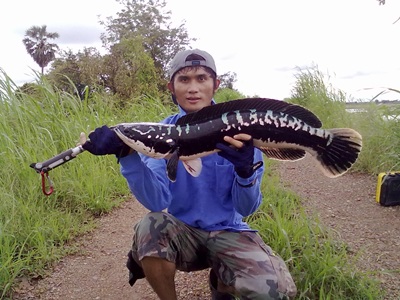 ชะโด.....คลอง...กับน้องอุ้ม