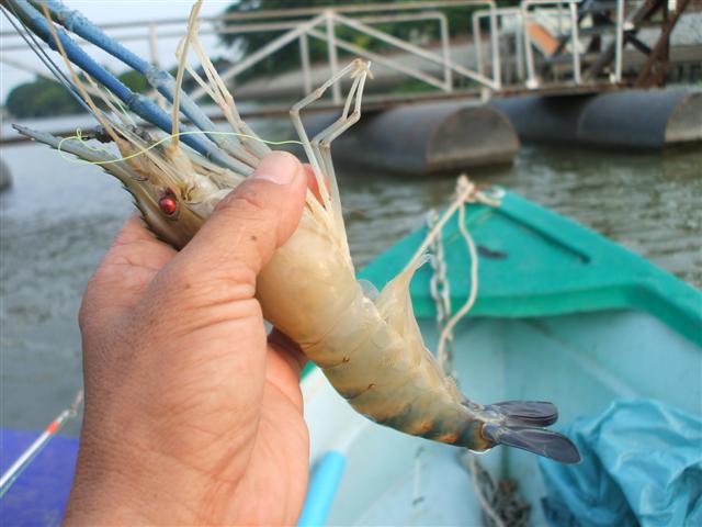 กุ้งแม่น้ำ ป่าสัก อยุธยา