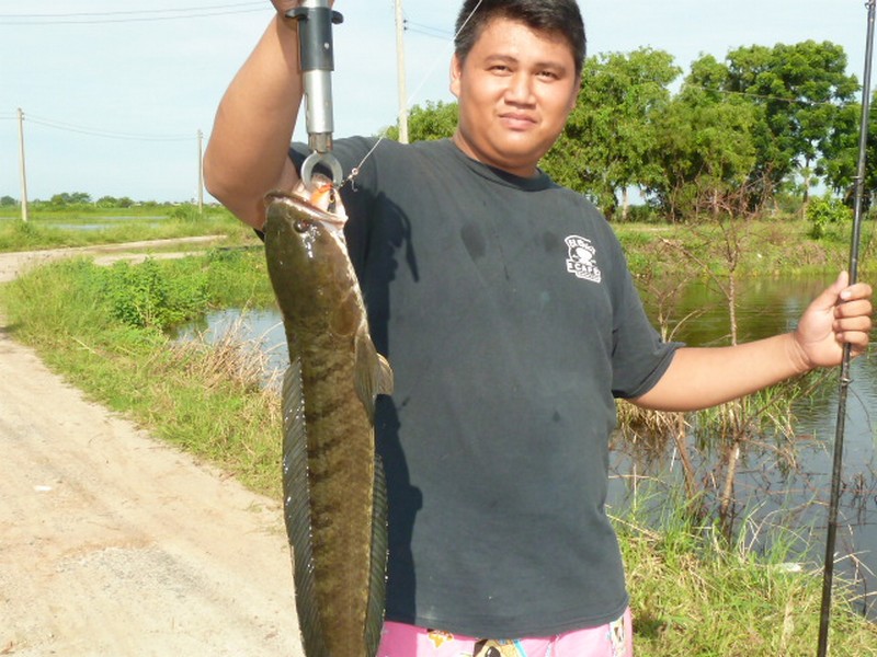 เทส กบบอยเทพ