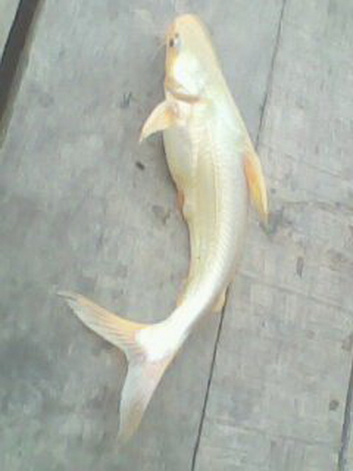@_@..ลูกสายยูสีทอง..@_@