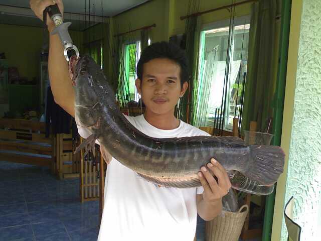 ตีปลาหน้าน้ำท่วม