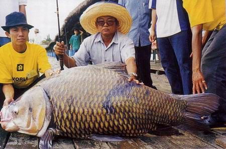10 อันดับปลาน้ำจืดที่ใหญ่ที่สุดในโลก 