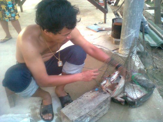 ก่อนน้ำมา กระชังปลา ณ อ่างทอง