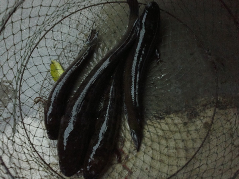 ตากฝนตีช่อน 