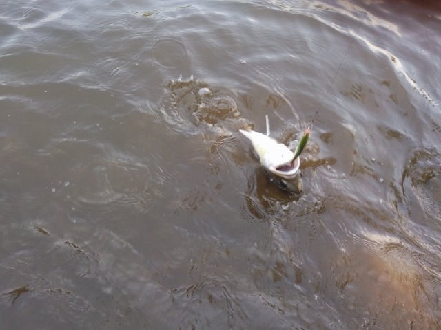 หาเช้ากินค่ำ