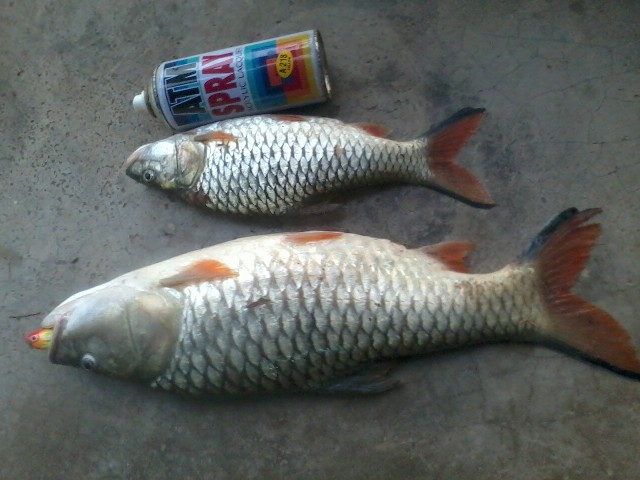 โสดเมืองลุง 2ตัว3โล
