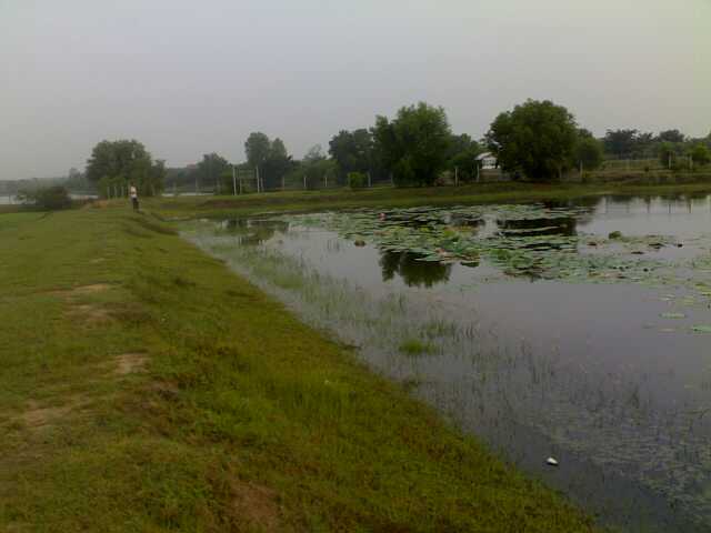 ปลาช่อน 1    ปลิง 10