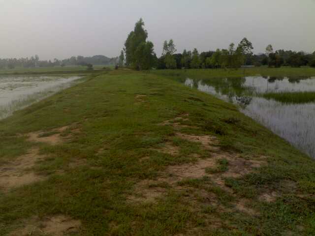 ปลาช่อน 1    ปลิง 10