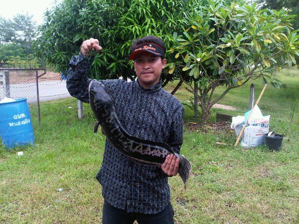 ชะโดที่ นครสวรรค์