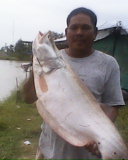 ปลากรายตัวใหญ่ คลองอู่ตะเภา หาดใหญ่