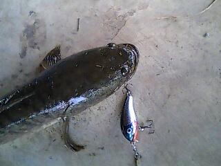 rapara ดำน้ำตื้นครับน้า ของฝากคนกำแพงแสนครับ
