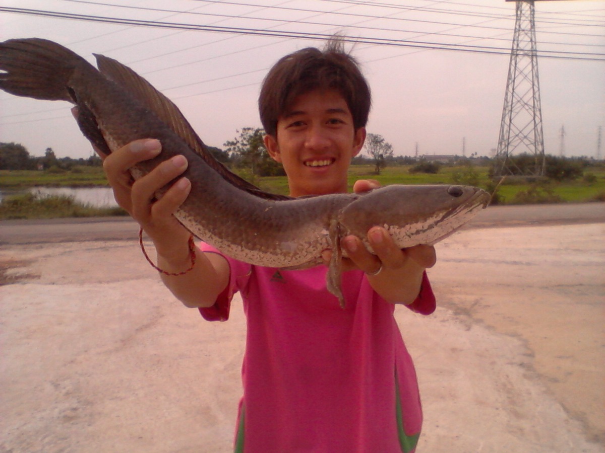 ช่อนน้อยยามเย็น(เจ้าเด็กน้อย)
