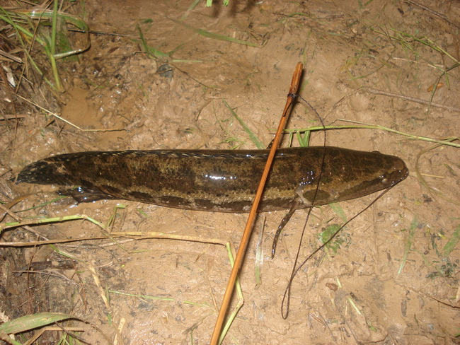 แผน2
