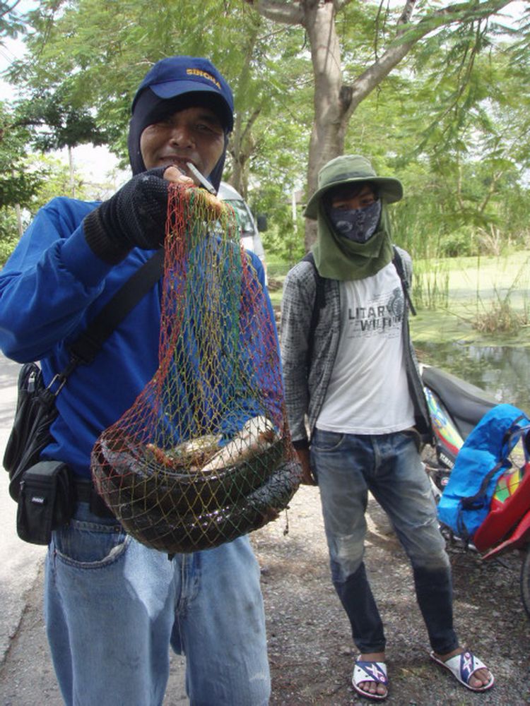 ช่อนทั้งตัวใบบัวปิดไม่มิด