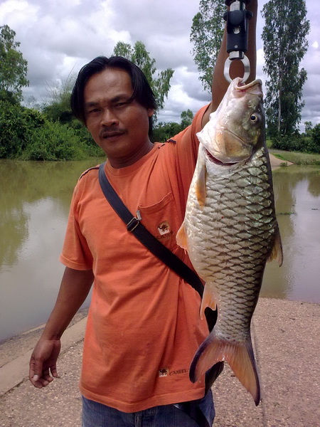 ปลาน้ำชี ยโสธร 