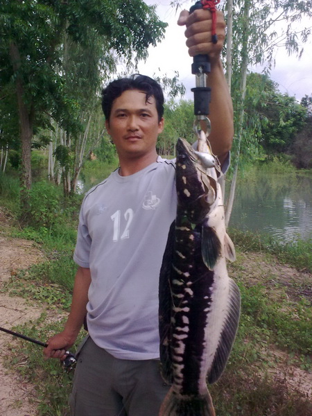 ปลาน้ำชี ยโสธร 