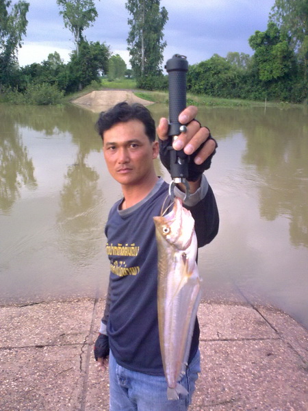 ปลาน้ำชี ยโสธร 