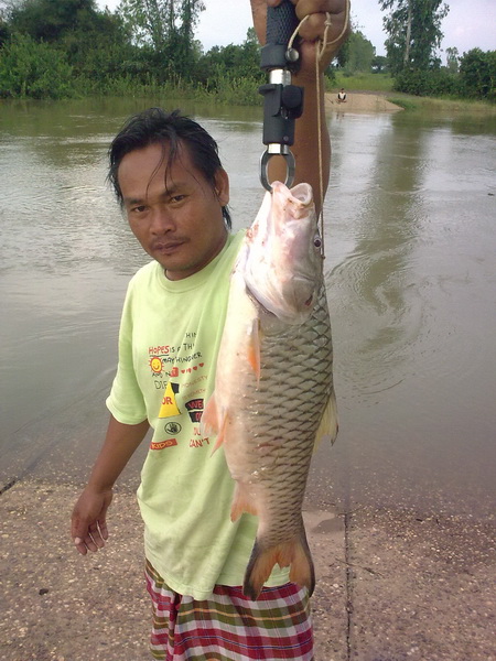 ปลาน้ำชี ยโสธร 