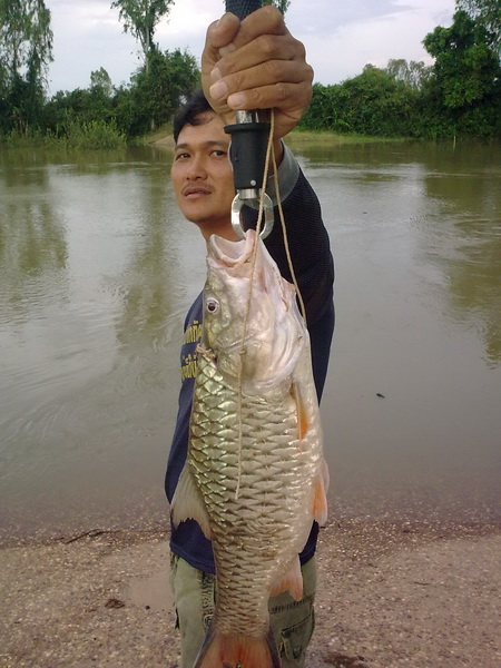 ปลาน้ำชี ยโสธร 