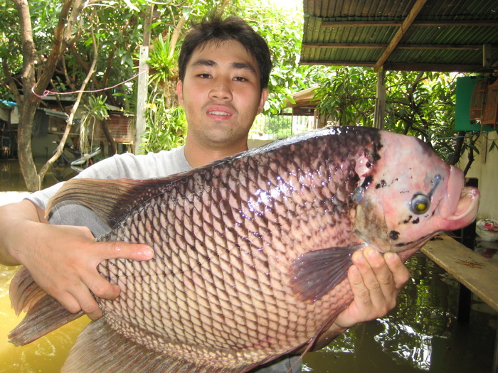 น้ำท่วม ที่บางกรวย 