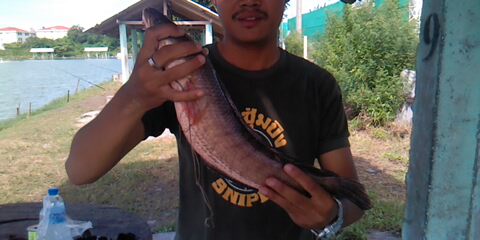 ช่อนบ่อ+ช่อนข้างทาง