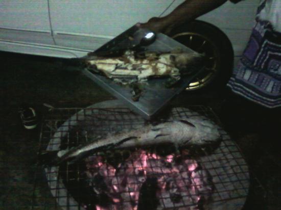 ปลาช่อน จิบบ้างอะไรบ้าง(จิ๊บๆ)