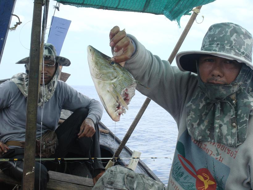 สิงห์ปลาเล็กออกเรือทับละมุ