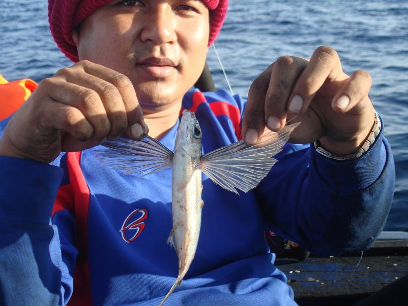 สิงห์ปลาเล็กออกเรือทับละมุ