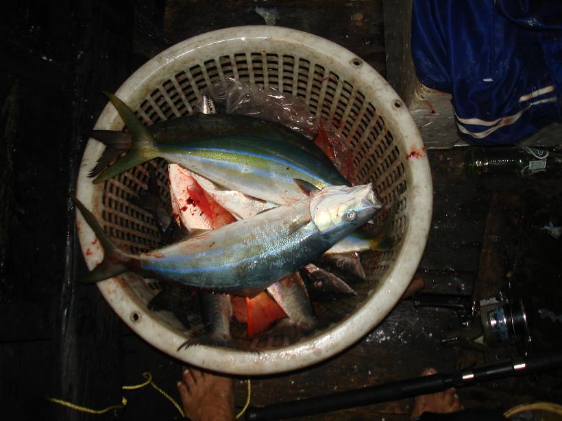สิงห์ปลาเล็กออกเรือทับละมุ