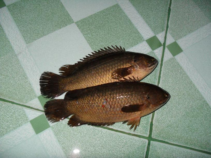 ปลานอกสนามบิน