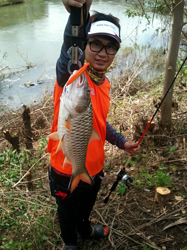 กระสูบโทน 