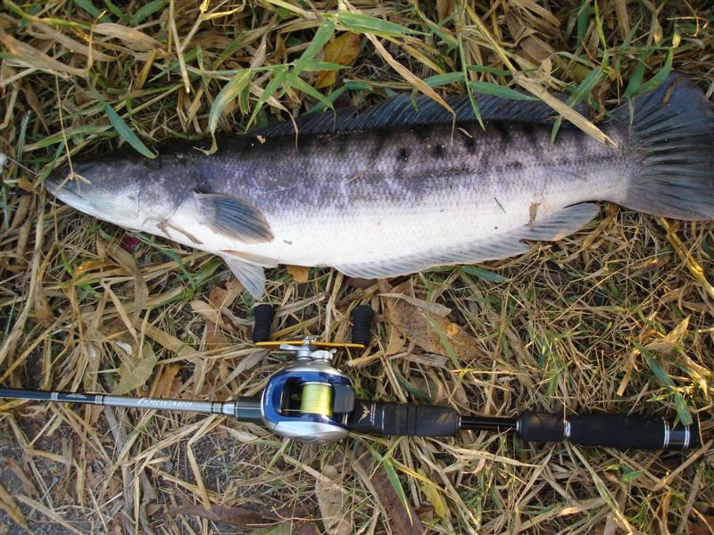 เจิมShimano Salty One