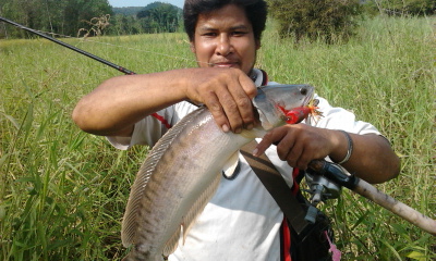 ชะโดป่า