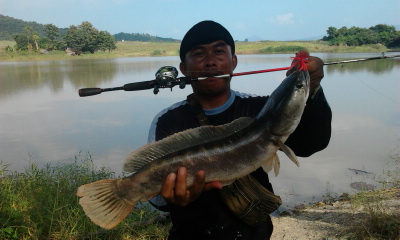 ชะโดป่า
