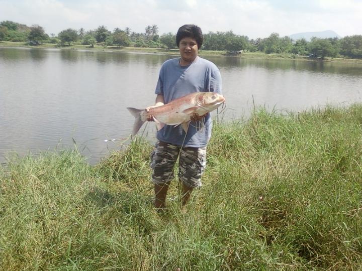 หนองบัวใต้ตากยังมีตัวอยู่!!!!!!!!!!!!!!!!!