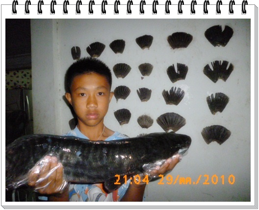 พันไม้ทีม