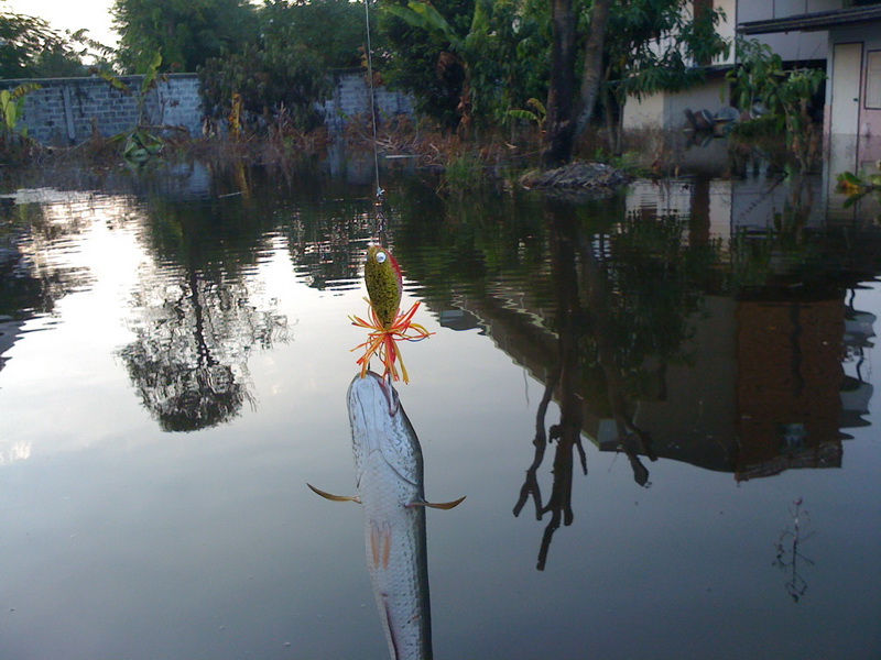 เทสกัน สดๆ 