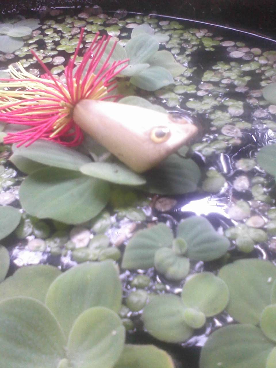 ช่อน เมืองสิงห์