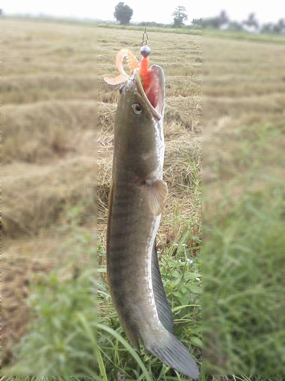 ช่อน เมืองสิงห์