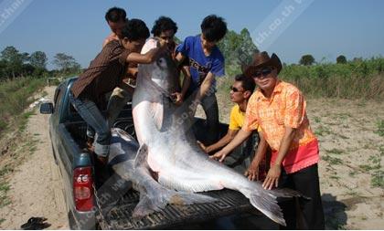 อึ้ง'ปลาบึกยักษ์' หนัก350กก. เกยริมแม่น้ำปิง
