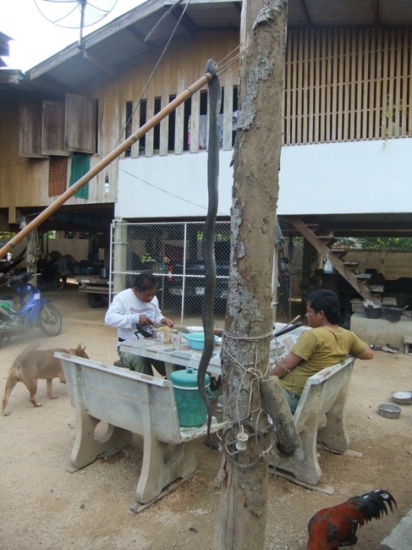 หนีน้ำจากนวนครกลับหัวเดียด 3