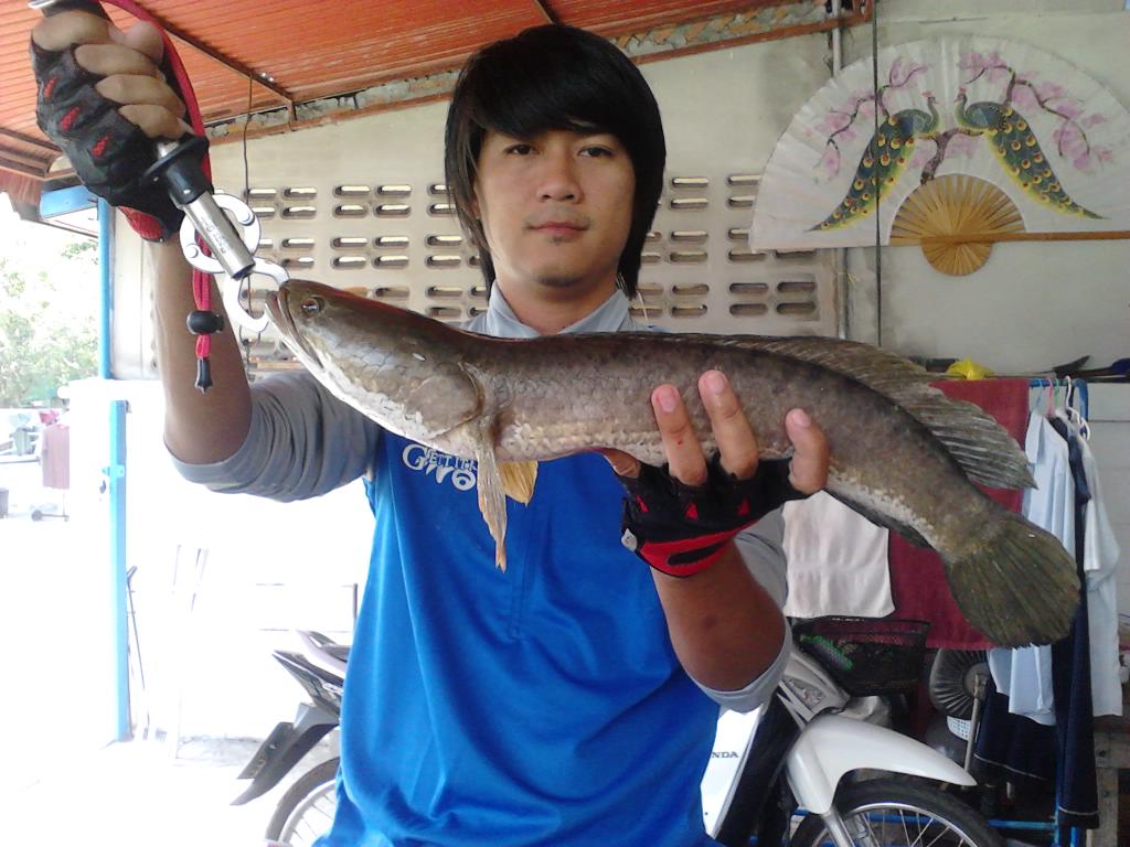ช่อนในรอบ 2 เดือน