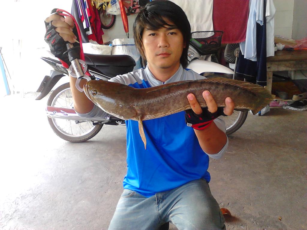 ช่อนในรอบ 2 เดือน