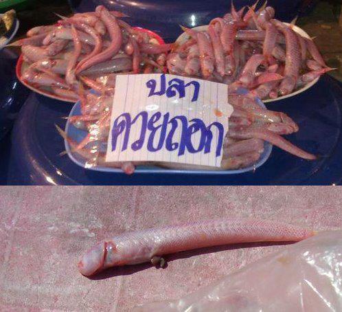 ปลาอะไรหรอคับ ???
