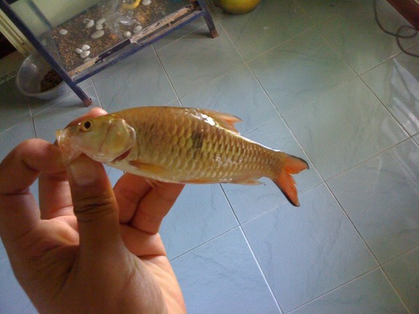 นี้ปลาอะไรครับ