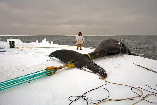 กระบวนการล่าวาฬของเอสกิโม