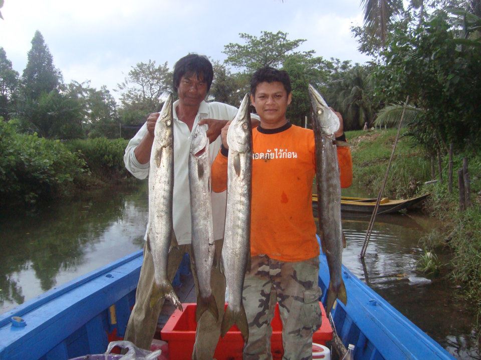บางเบน**ระนอง**