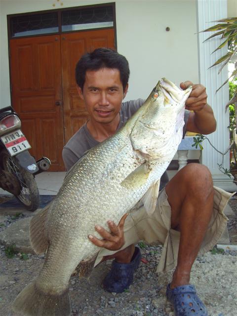 เทสคัน st.croix mojo